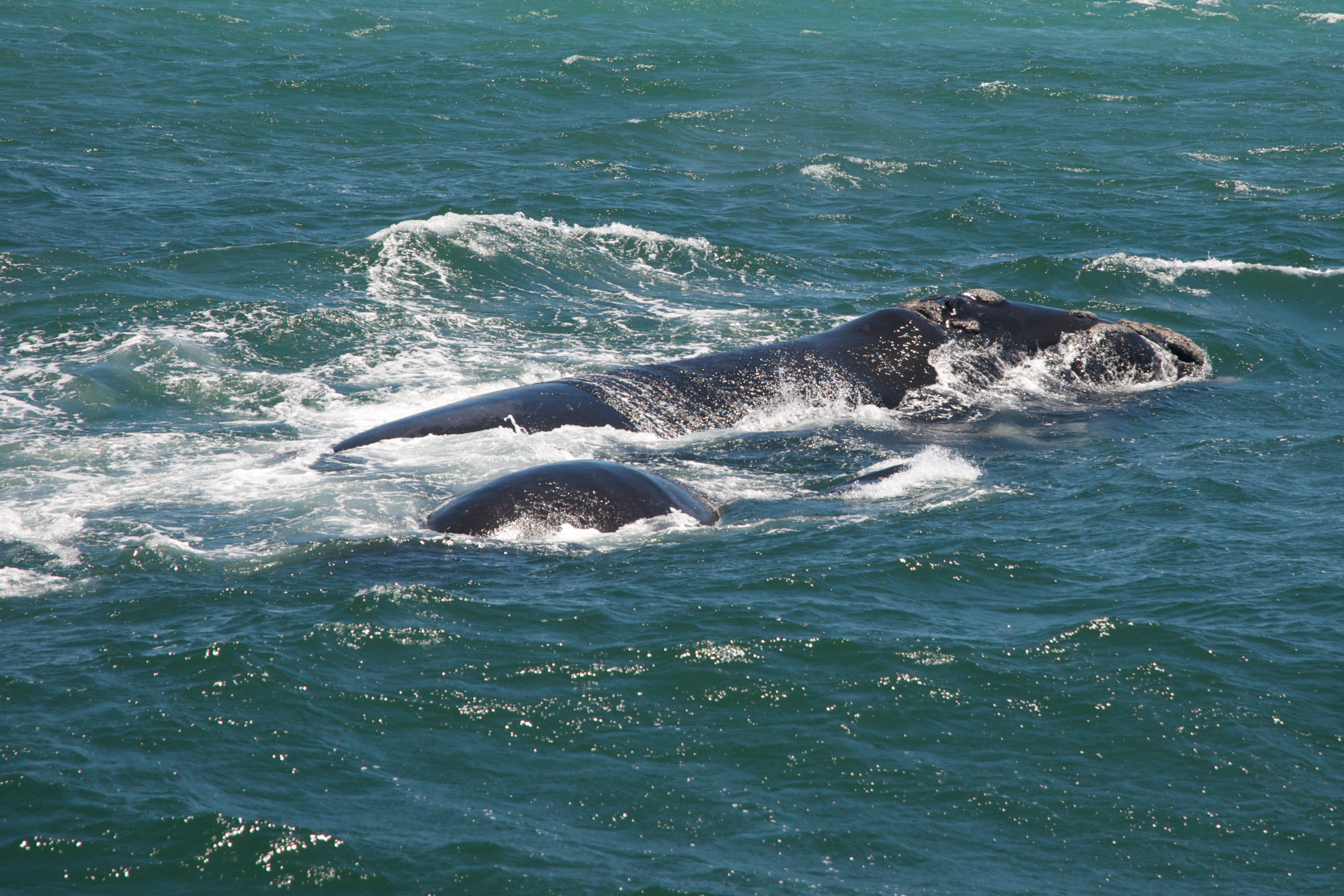 hermanus (4).webp